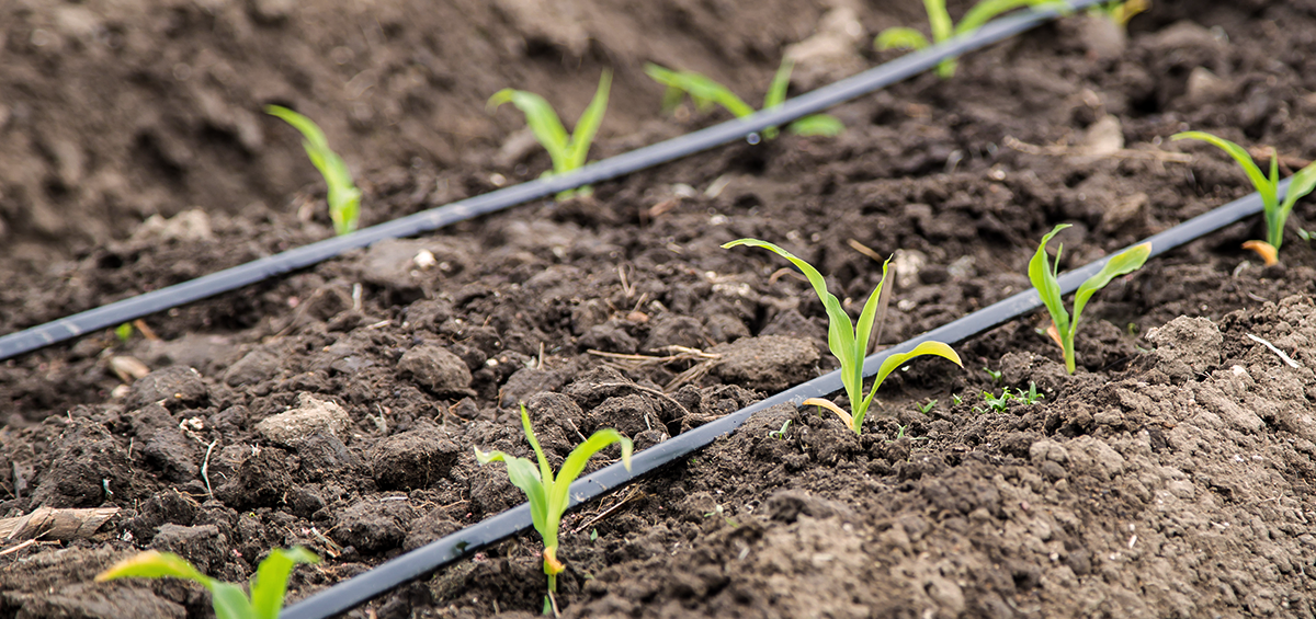 Installation of drip irrigation and sprinkler irrigation system